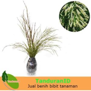 Air Mancur Putih