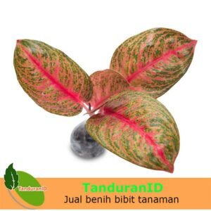 Aglaonema Widuri