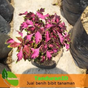 Bunga Miana Pink Lipstik Hijau