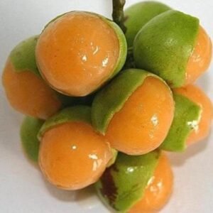 Genip ( Jeruk Spanyol )