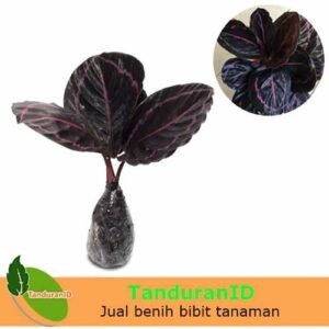 Calathea Meranti Ungu