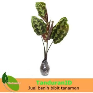 Calathea Peacock