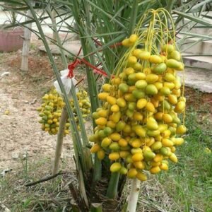 Pohon Kurma Kl 1 Hibrid