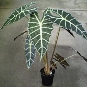 Alocasia Amazon