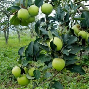 Apel Manalagi