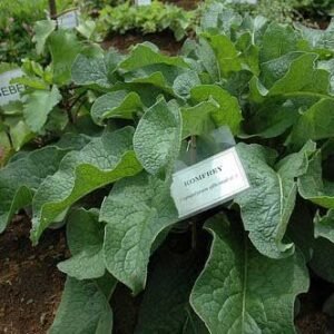 Komfrey (Comfrey)