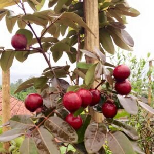 Kelengkeng Merah (ruby longan)