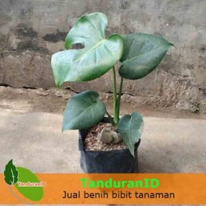 Philodendron Monstera