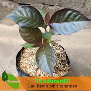 Daun Ungu