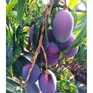 Mangga Ungu Super 1Meter