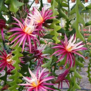 Fishbone Cactus