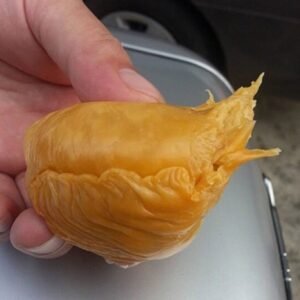 Durian Duri Hitam