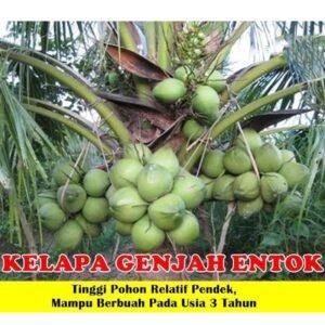 Kelapa Genjah Entok