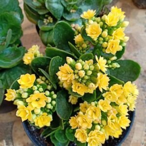 Kalanchoe Kuning