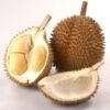 Durian D24 - Gambar 2