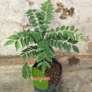 Daun Kari Salam Koja