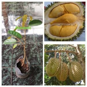 Durian Bawor 3 Kaki Tinggi 50 cm
