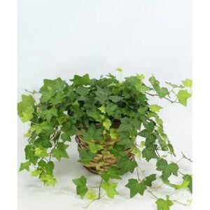 English Ivy