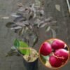 Kelengkeng Merah (ruby longan) - Gambar 2