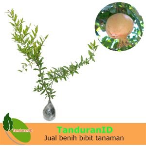 Delima Putih