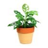 Philodendron Swiss - Gambar 2