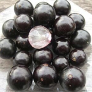 Anggur Pohon ( Jaboticaba )