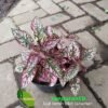 Hypoestes Pink Splash - Gambar 2