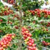 Kopi Arabika - Gambar 2
