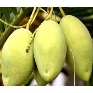 Mangga Okyong