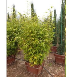 Bambu Kuning Mini