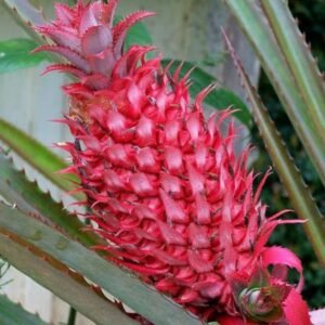 Nanas Merah Red Pineapple