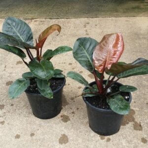 Philodendron Black Cardinal