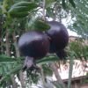 Delima Hitam (Black Pomegranate) - Gambar 2