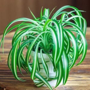 Spider Plant (Chlorophytum Comosum)