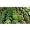 Calathea Tricolour - Gambar 3