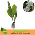 Wijaya Kusuma Bangkok