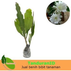 Wijaya Kusuma Bangkok