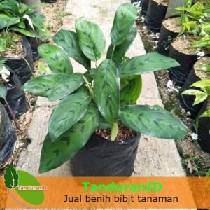 Calathea Leopard ( Calathea Bambu )