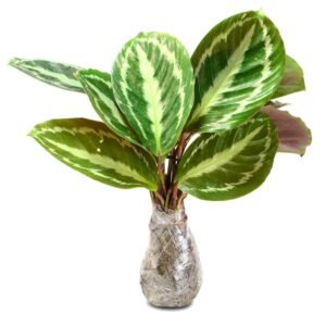 Calathea Silverback