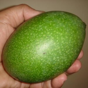 Mangga Arumanis