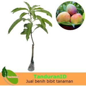 Mangga Agrimania