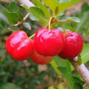 Barbados Cherry