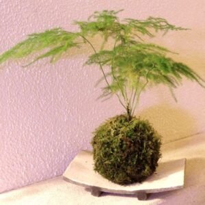 Asparagus Plumosus