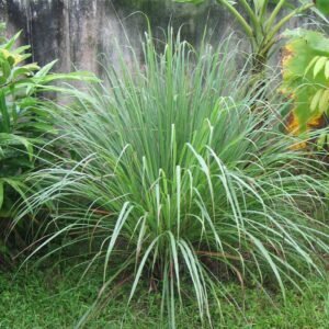 Serai Bumbu