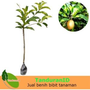 Sawo Variegata (Variegated Sapodilla)