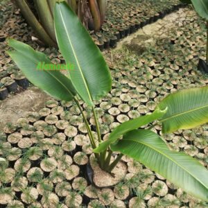 Pisang Kipas