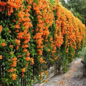 Flame Vine