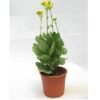 Kalanchoe Kuning - Gambar 2