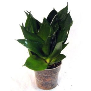 Sansevieria Super Green