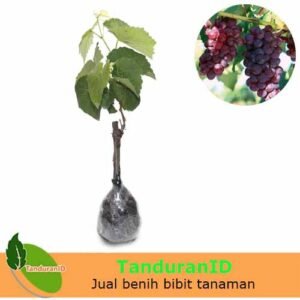 Anggur Merah Lokal